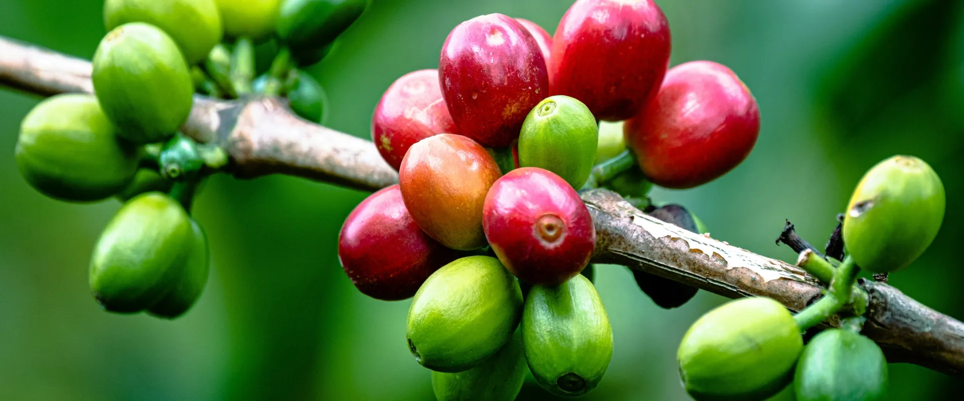 duurzaamheid bij Coffee Fresh